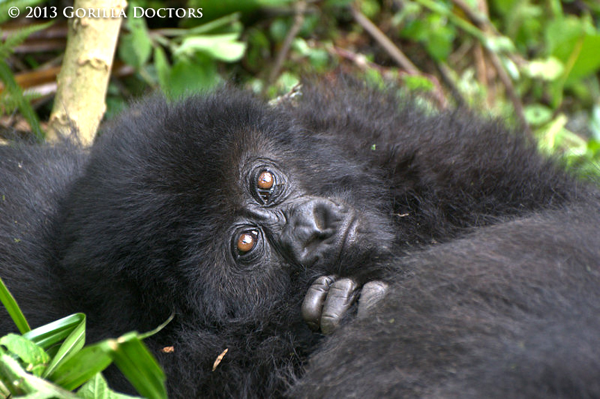Infant Icyororo Suffers Severe Bite Wound from Silverback, Dr. Jean Felix Leads Intervention Team